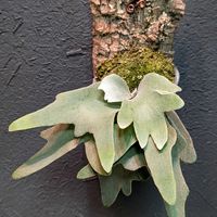 P. little will,P. little will,観葉植物,成長記録,板付けの画像