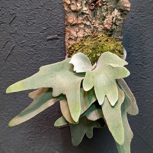 P. little will,P. little will,観葉植物,成長記録,板付けの画像