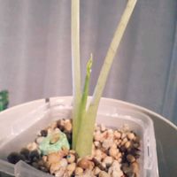 姫モンステラ,姫モンステラ,観葉植物の画像