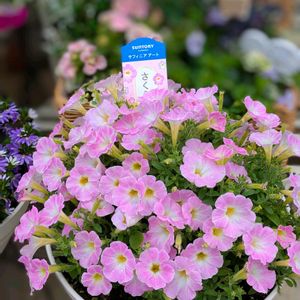 サフィニアアート,花のある暮らし,HTC,WEEKEND FLOWER,サントリー フラワーズの画像