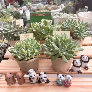 バブリー,クラッカー、,ゆらら,多肉植物,多肉のある暮らしの画像