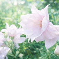 キキョウ,庭の画像
