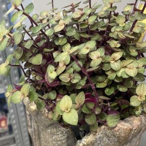 カリシア ショーン,多肉植物,グランドカバー,ツユクサ科,花屋の店先の画像