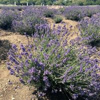 アジサイ,ラベンダー,ジャスミン,花のある暮らし,おうち園芸の画像
