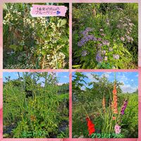 ハーブ,球根植物,季節の花,花のある暮らし,種から育てるの画像