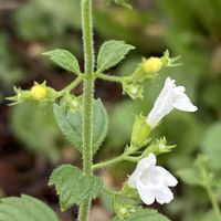 レモンバーム,メリッサ,香水薄荷の画像