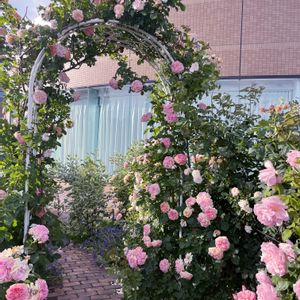 薔薇,ローズ,ロイズ ローズガーデンの画像