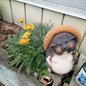 ガザニア,バラ,キノコ,ヤトロファ錦珊瑚,ヤトロファ錦珊瑚の画像