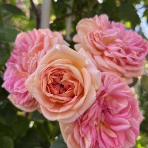 薔薇,アルキミスト,アルキミスト,ローズ,ロイズ ローズガーデンの画像