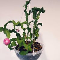 ドラゴンフルーツ,ドラゴンフルーツ,観葉植物の画像