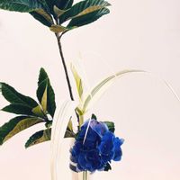 アジサイ,ビワ,紫陽花,枇杷,ダンチクの画像