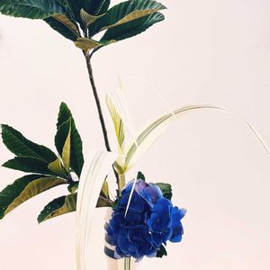 アジサイ,ビワ,紫陽花,枇杷,ダンチクの画像