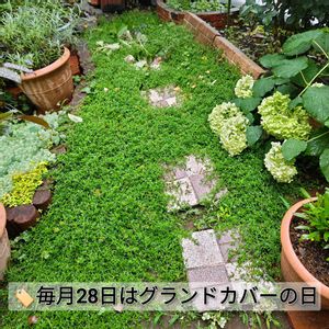 セダム,タイム,リッピア,黄金丸葉万年草,ヒメイワダレソウの画像
