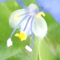 マルバツユクサ,初めての出会い,２０２５年同期,家庭菜園の画像