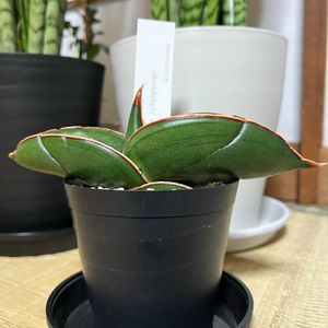 サンセベリア バナナ,サンセベリア,観葉植物,和室,玄関アプローチの画像