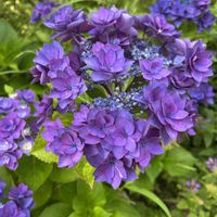 地植え,咲いた！,紫陽花 アジサイ あじさい,美人さん,私の庭の画像