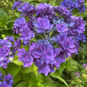 地植え,咲いた！,紫陽花 アジサイ あじさい,美人さん,私の庭の画像