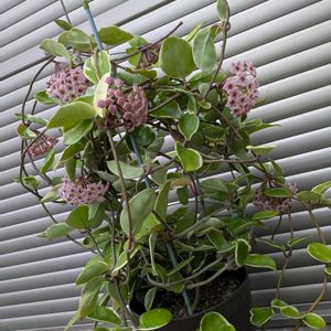 多肉植物,葉挿し,多肉寄せ植え,ホヤ,実生苗の画像
