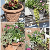 寄せ植え.,寄せ植え.,ガーデニング,花のある暮らし,花が好きの画像