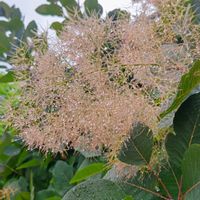 スモークツリー,スモークツリー,煙の木,ハグマノキ,大人の着せ替え人形の画像