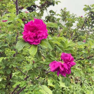 花のある暮らし,北海道,放置栽培,道北,庭の画像