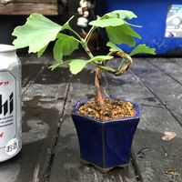 イチョウ,観葉植物,小品盆栽,花のある暮らし,盆栽仕立ての画像