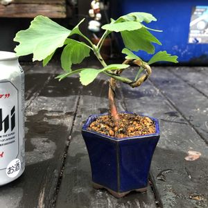 イチョウ,観葉植物,小品盆栽,花のある暮らし,盆栽仕立ての画像