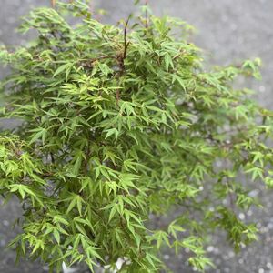 イロハモミジ,イロハカエデ,japanese maple,Acer palmatum,ムクロジ科の画像