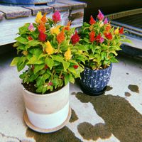 ケイトウ,ケイトウ,けいとう,けいとう,お花の画像