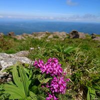ミヤマオダマキ,高山植物,ミヤマシオガマ,ミヤマアズマギグ,自生の画像