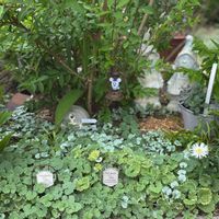 グレコマ,ディコンドラ,いつもありがとうございますの画像