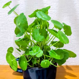 ウォーターマッシュルーム,観葉植物,水耕栽培,花のある暮らし,緑のある暮らしの画像
