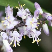 コルジリネ,コルジリネ・ストリクタ ,観葉植物,キジカクシ科,薄紫色の花の画像