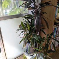 コンシンネ,コルジリネ,ドラセナ　コンシンネ,✨今日のお花✨,長寿の画像