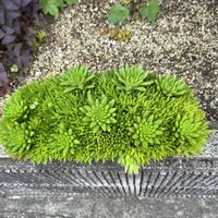 ツメレンゲ,鉢植えツメレンゲの画像