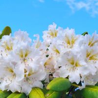シャクナゲ,ハクサンシャクナゲ,フランスギク,エゾシャクナゲ,山野草の画像
