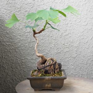 盆栽,小品盆栽,バルコニー/ベランダの画像