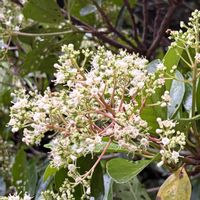 サンゴジュ,さんぽ,日本原産,木に咲く花,ガマズミ科の画像