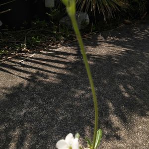 パキポディウム,パキポディウム・エブレネウム,多肉植物,観葉植物,塊根植物の画像