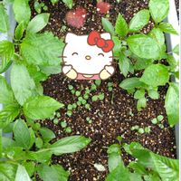 モロヘイヤ,プランター栽培,モロヘイヤの栽培,種蒔きからの栽培,種蒔きからの野菜栽培の画像