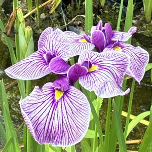 ショウブ,葵の上,季節のお花,紫色のお花,須磨離宮公園の画像