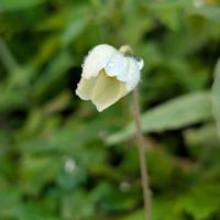 アネモネ,ゲラニウム,アネモネ・シルベストリス,ゲラニウム ビルウォーリス,花のある暮らしの画像