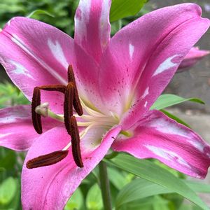 お花大好き♡,キッチン,テラス,玄関アプローチ,玄関内側の画像