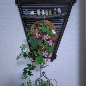 リビング,癒し,今日のお花,フクロウ祭,幸せを呼ぶフクロウ祭の画像