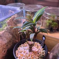コルジリネ,コルジリネ パープルコンパクタ,コルジリネ パープルコンパクタ,観葉植物の画像