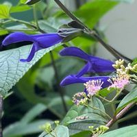 コムラサキ,サルビア・ガラニチカ,斑入りキャットテール, メドセージ,花のある暮らしの画像