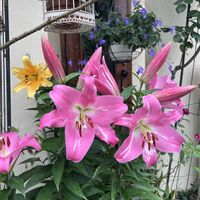 ストレプトカーパス,ユリ,鉢植え,夏の花,楽しみ〜の画像