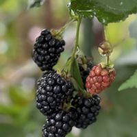 ブラックベリー,レモン,すだち,花のある暮らし,キュンキュン乙女倶楽部の画像