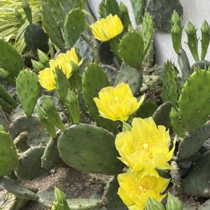 オプンチア.這団扇,多年草,軒下,植物観察,おうち園芸の画像