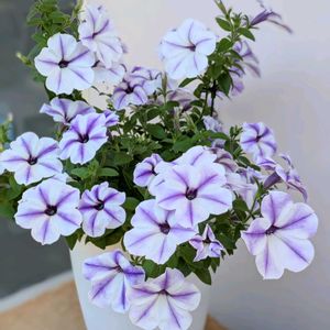 サフィニアアート,サフィニアアート,꒰ღ˘◡˘ற꒱かわゅ~,爽やかな花色,おうち園芸の画像